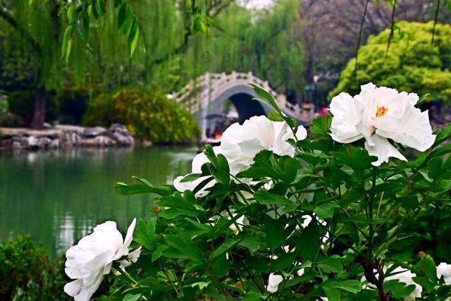洛阳有个隋朝皇家园林 免费观赏牡丹花 景色还超美 知乎 洛阳有个隋朝皇家园林 免费观赏牡丹花 景色还超美 知乎