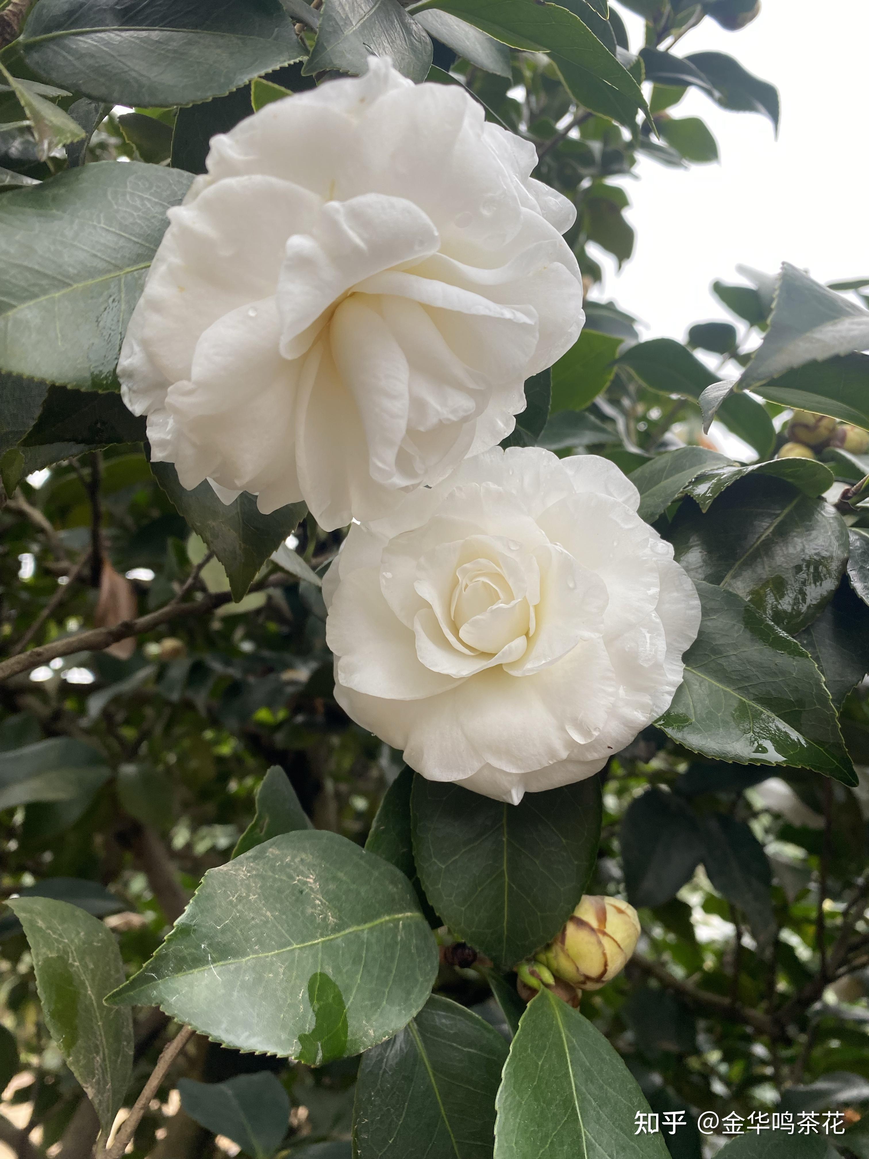 雪塔茶花