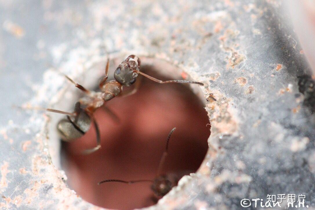 蚂蚁有多少颗牙齿图片图片