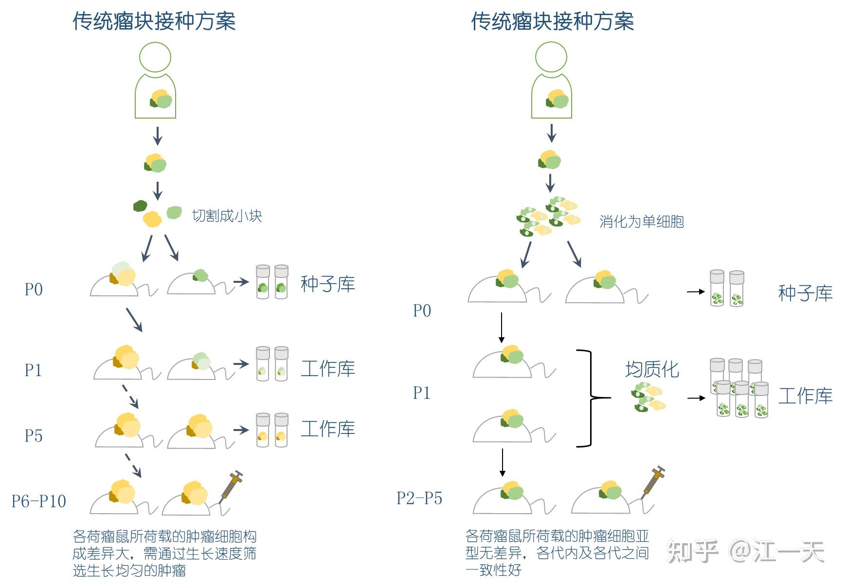 创模生物:iPDX人源肿瘤异体移植模型平台 - 知乎