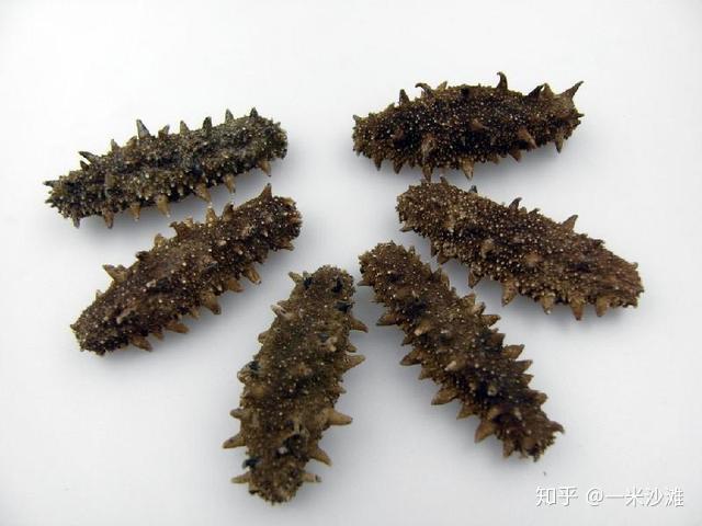 海参种类之(一)海参加工工艺 - 知乎
