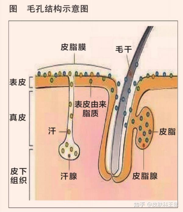 毛孔和毛孔粗大的概念 - 知乎