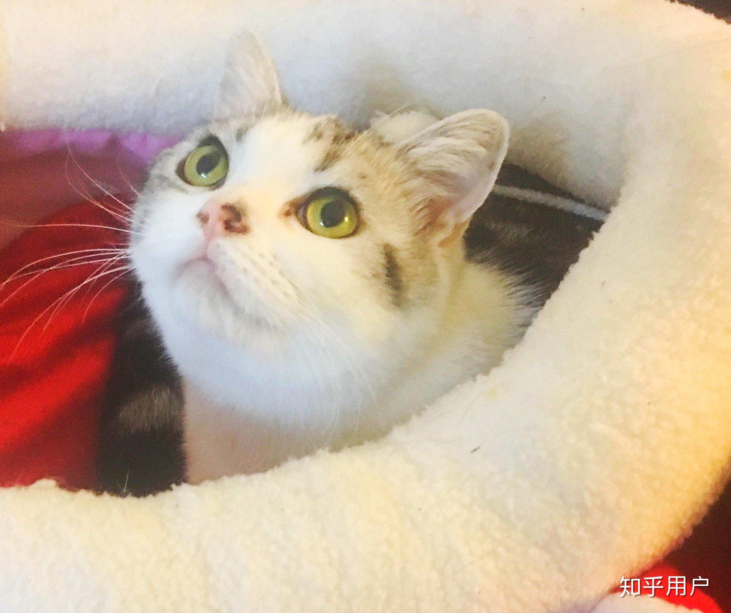 我是猫在哪下载 v2-c8c34b75745f6780347e88d4d0501e60_r.jpg
