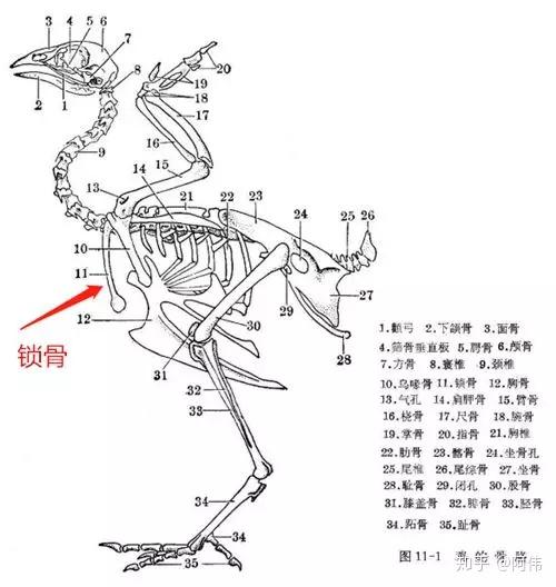 狗狗吃哪些骨头比较合适