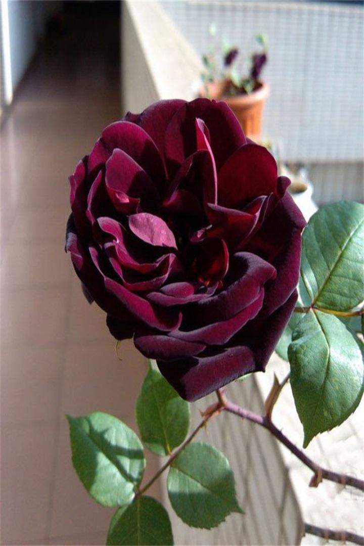 路易十四玫瑰;——今生今世,只钟情你一个!