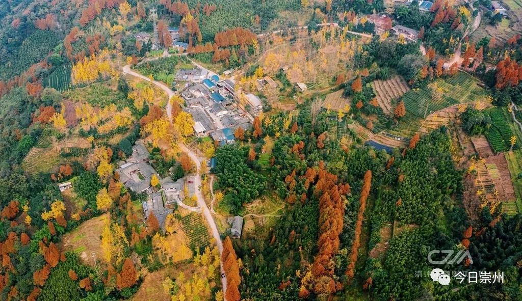 崇州这个村藏着一个惊艳的彩林秘境