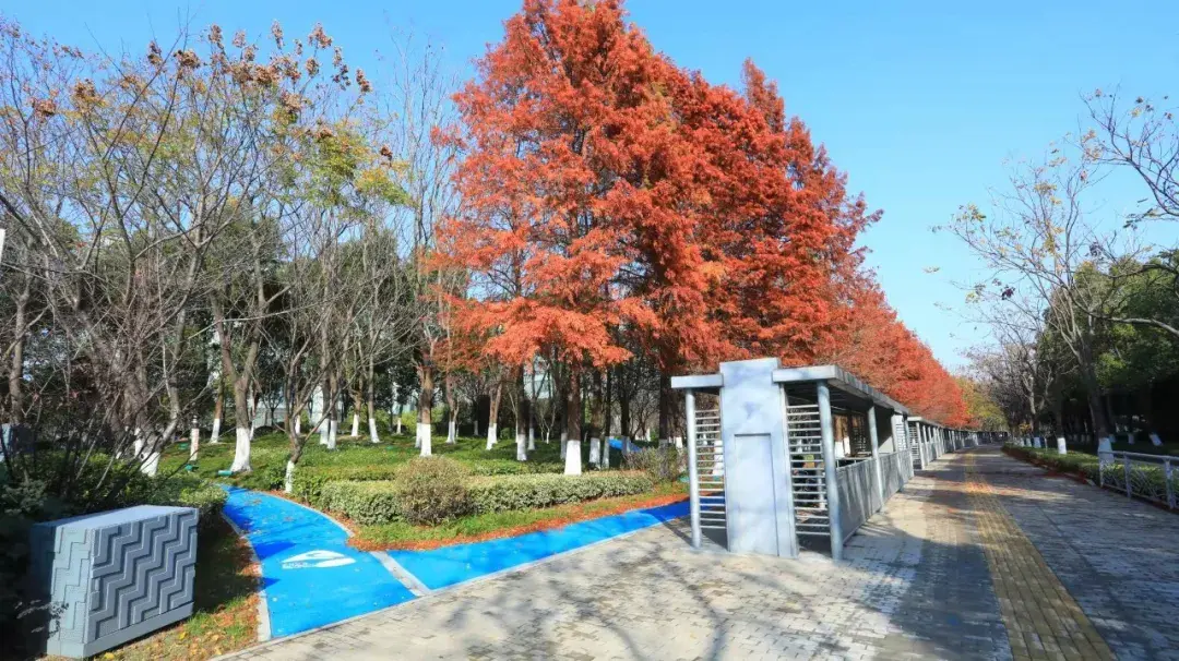 新虹街道环社区绿道