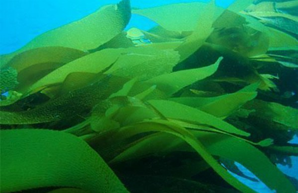 岩藻糖胶被发现有显著的抗细菌抗病毒作用