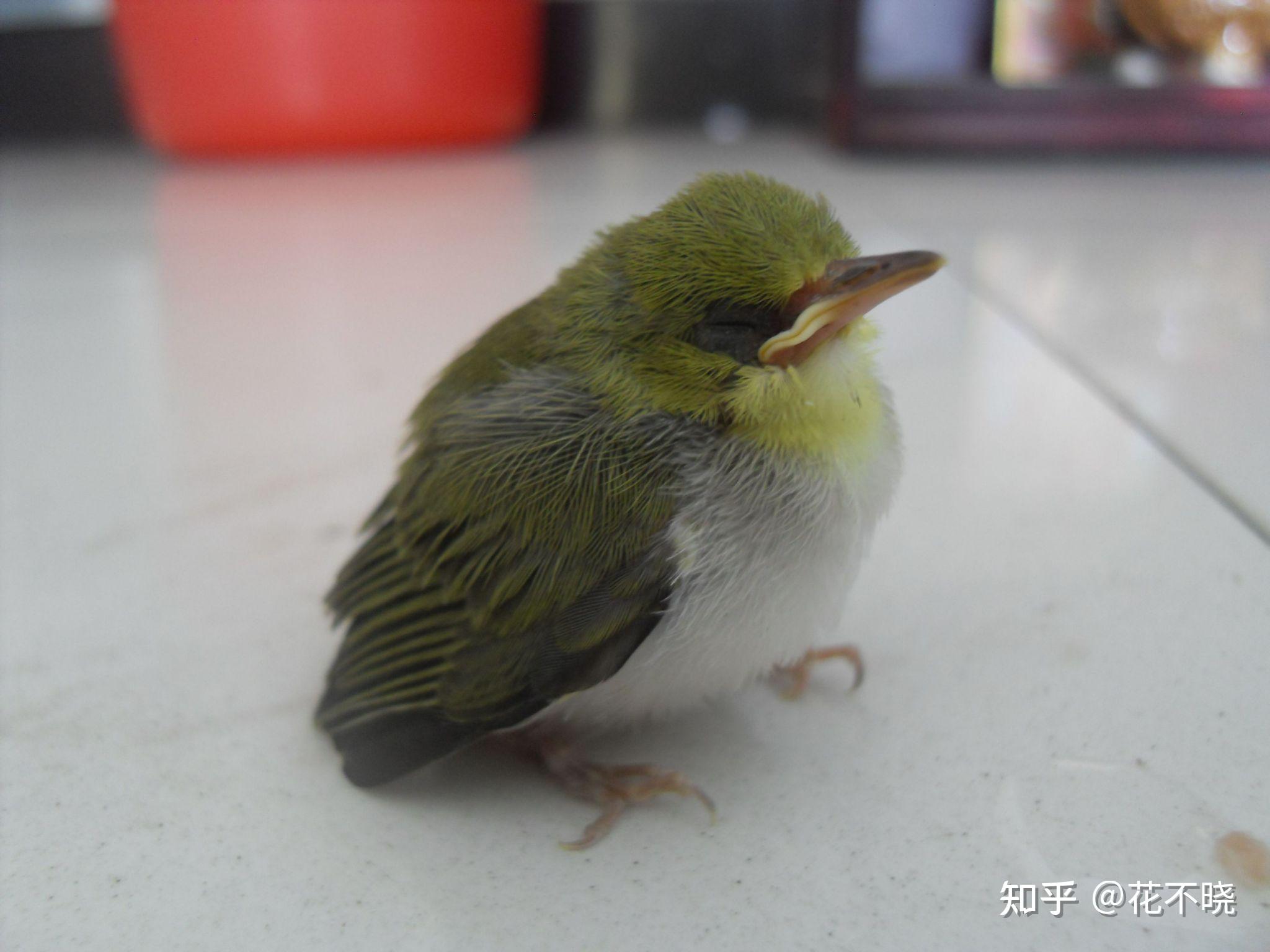 有人知道这种事什么鸟吗?路边捡到的,很小一只感觉比麻雀还小? - 知乎