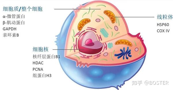 Western blot 如何正确选用内参抗体 - 知乎