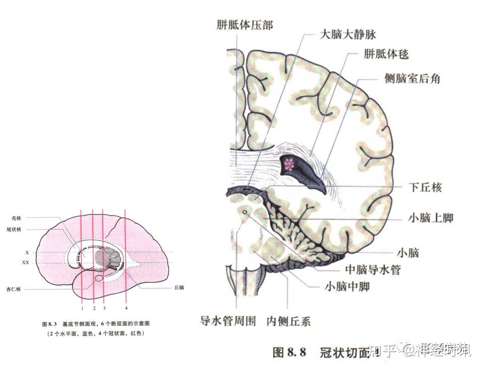 基底節內囊丘腦解剖圖來了神經科醫生得人手一份