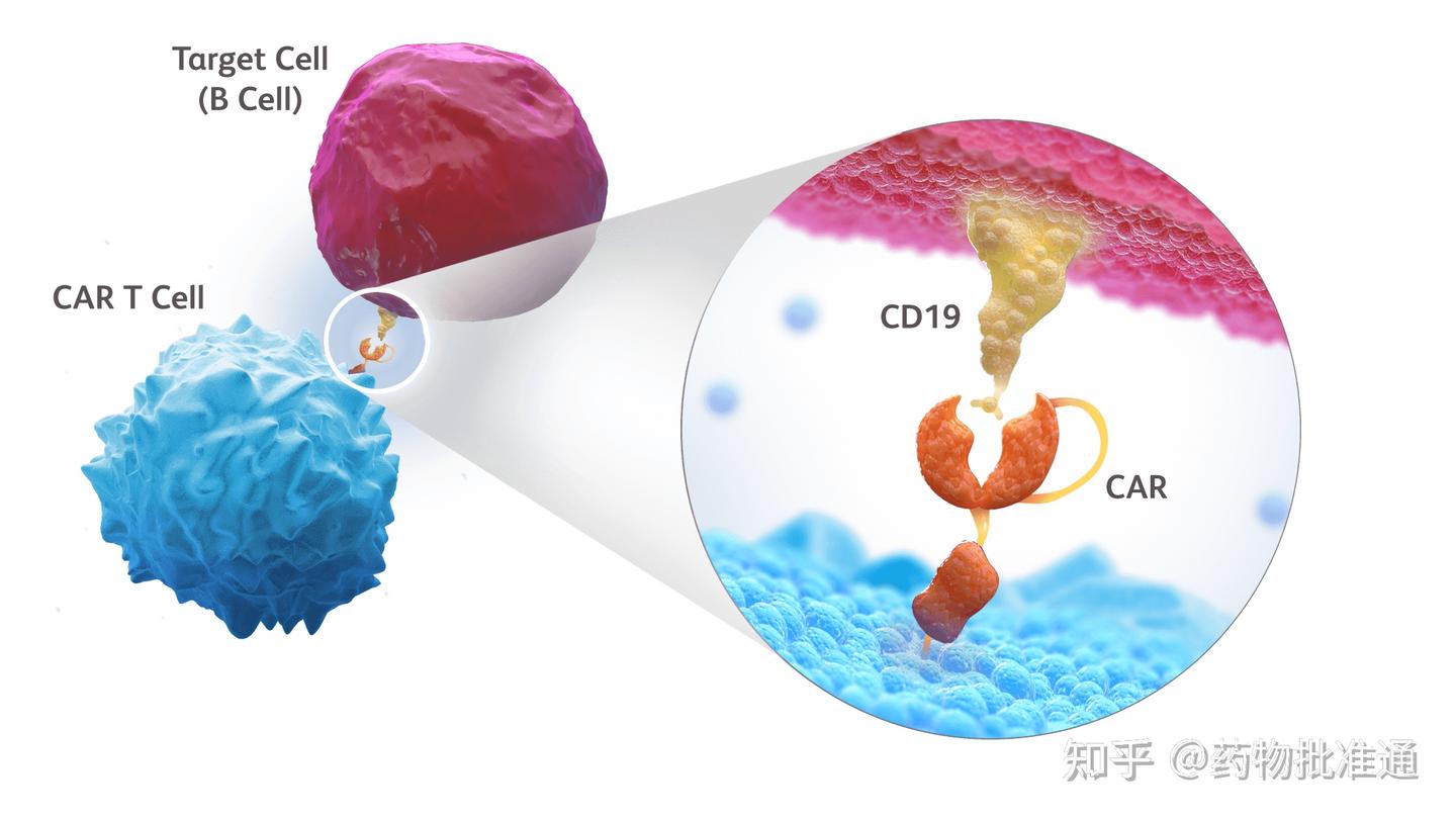 Car T Cell Therapy For Sle In Children