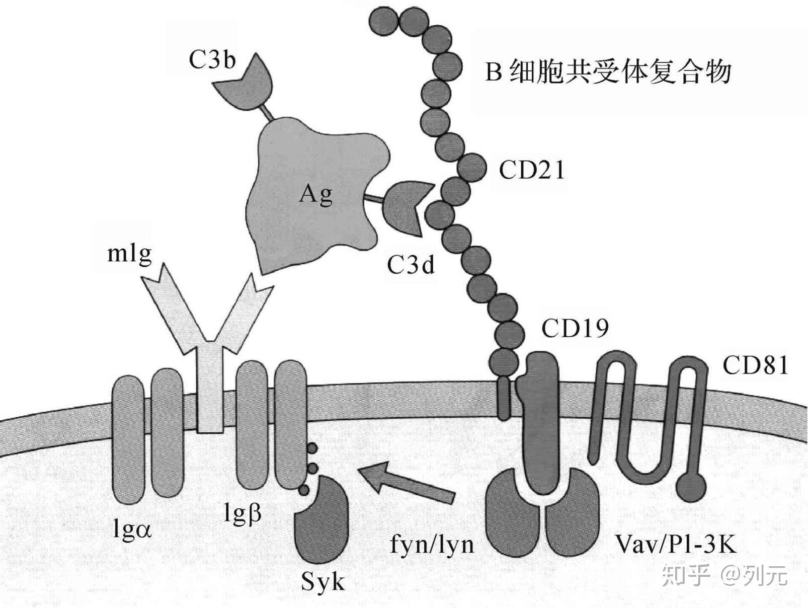 b细胞表面的cd19与cd21及cd81非共价相联,形成b细胞的多分子共受体,能