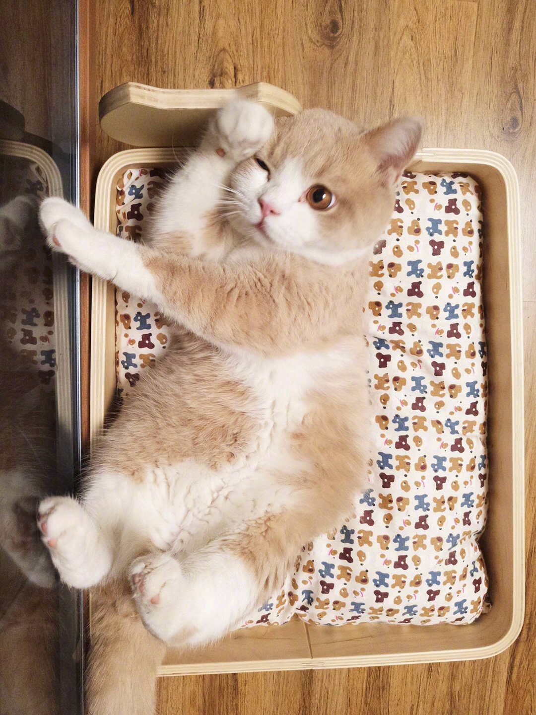 有哪些好看的猫咪壁纸或头像