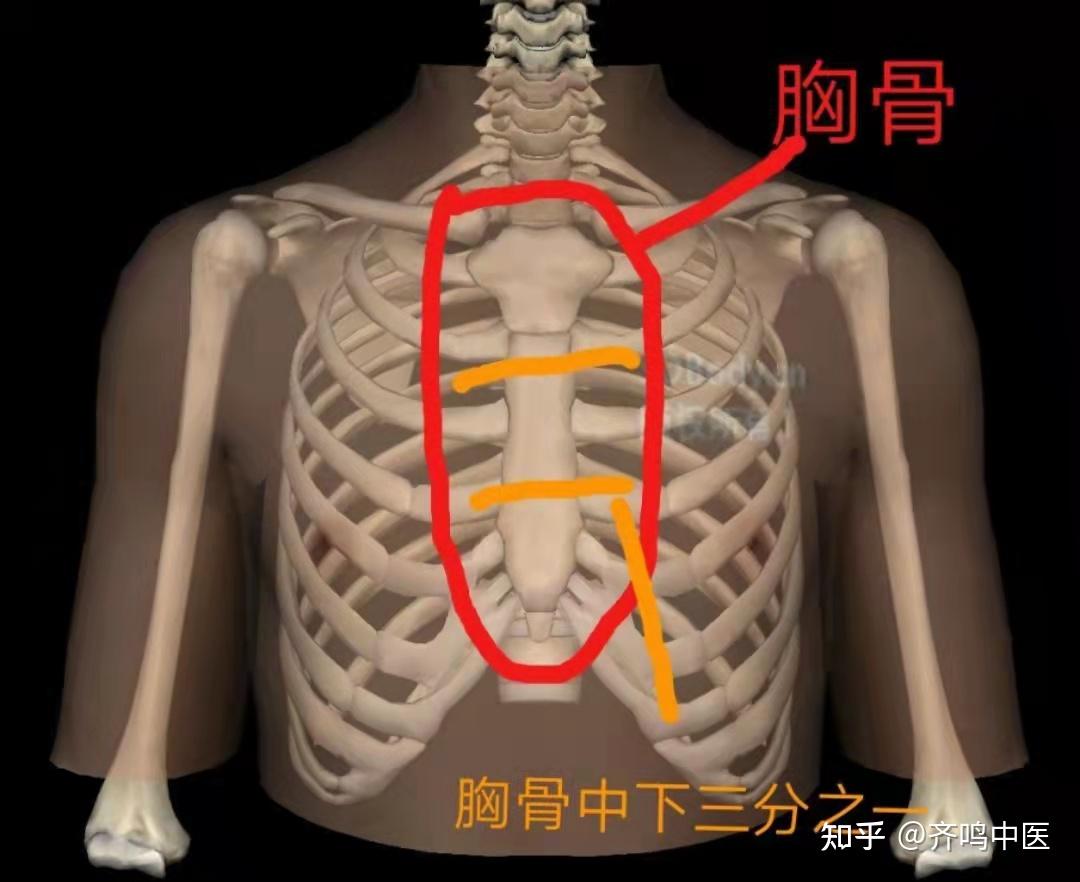胸骨线图片位置示意图图片