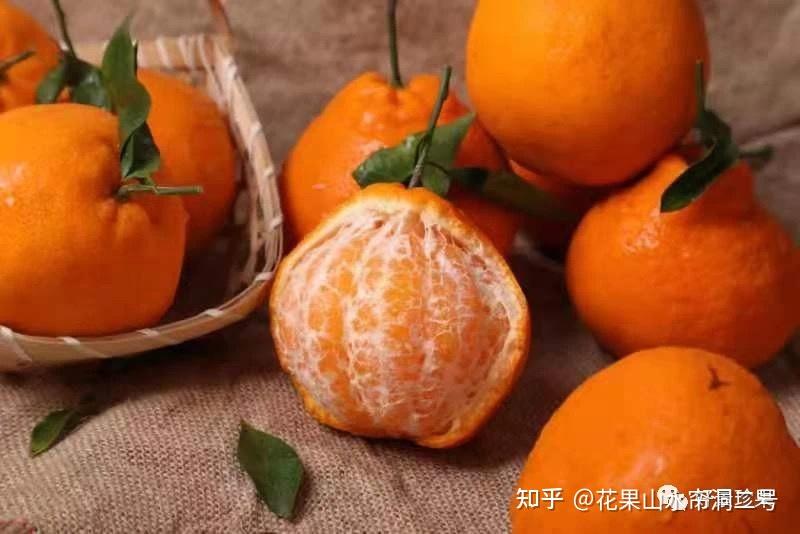 清见与春见的区别(青见与春见柑橘一样吗)
