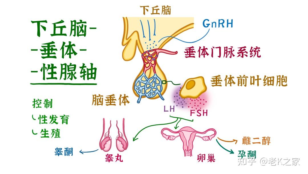 女性下丘脑垂体性腺轴图片