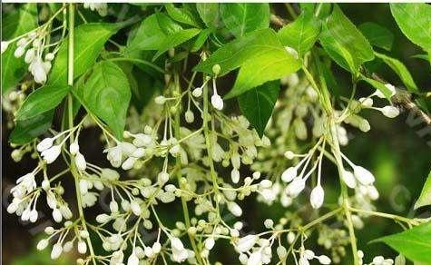 桐柏云商山野菜珍珠花纯天然土特产