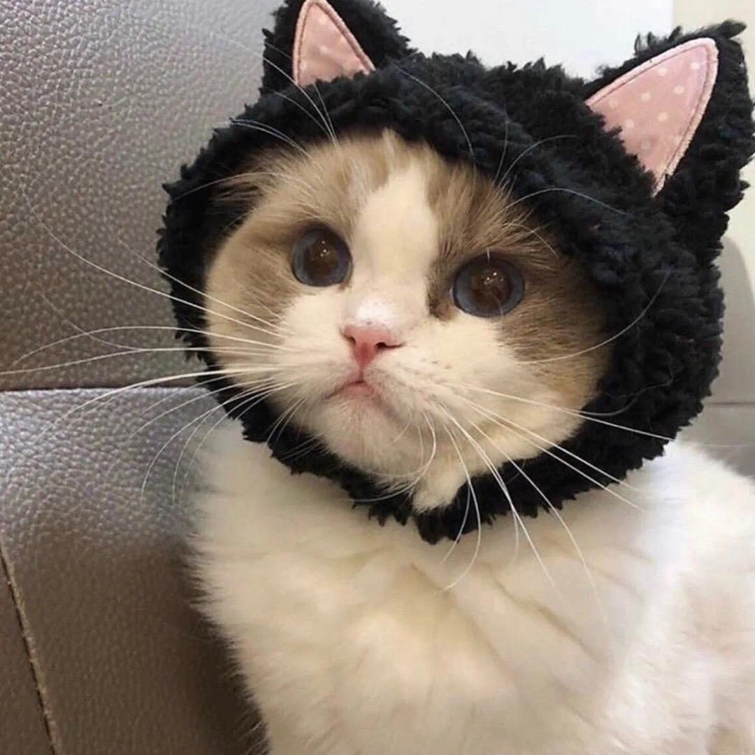 有什么一眼看上去就很舒服的头像?