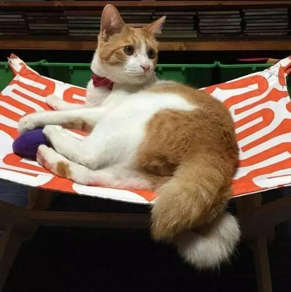 为什么这只猫的尾巴是个卷