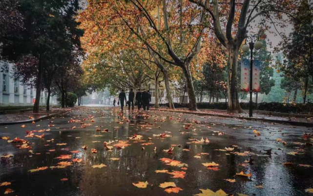 秋天的梧桐雨沉浸在欢喜中winter冬去年冬天的雪下得似乎有点不尽人意