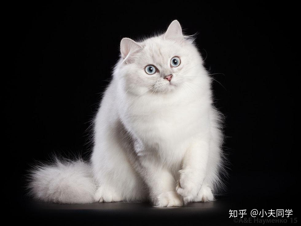 英国长毛猫毛色图鉴金渐层篇