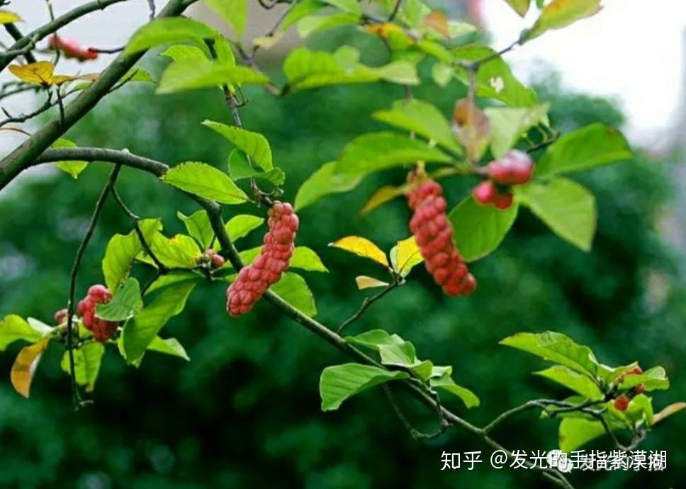 玉兰果实 - 知乎