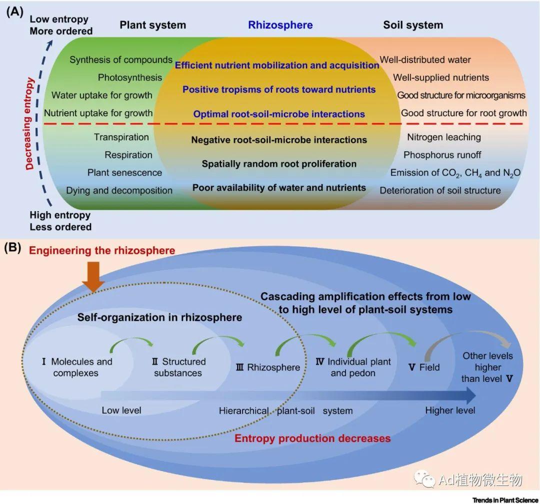 Trends in Plant Science  用于可持续作物生产的根际工程！ - 知乎
