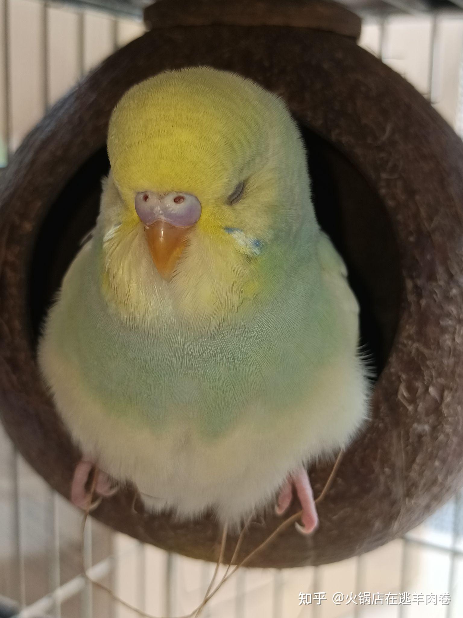 这只虎皮鹦鹉是什么颜色类型