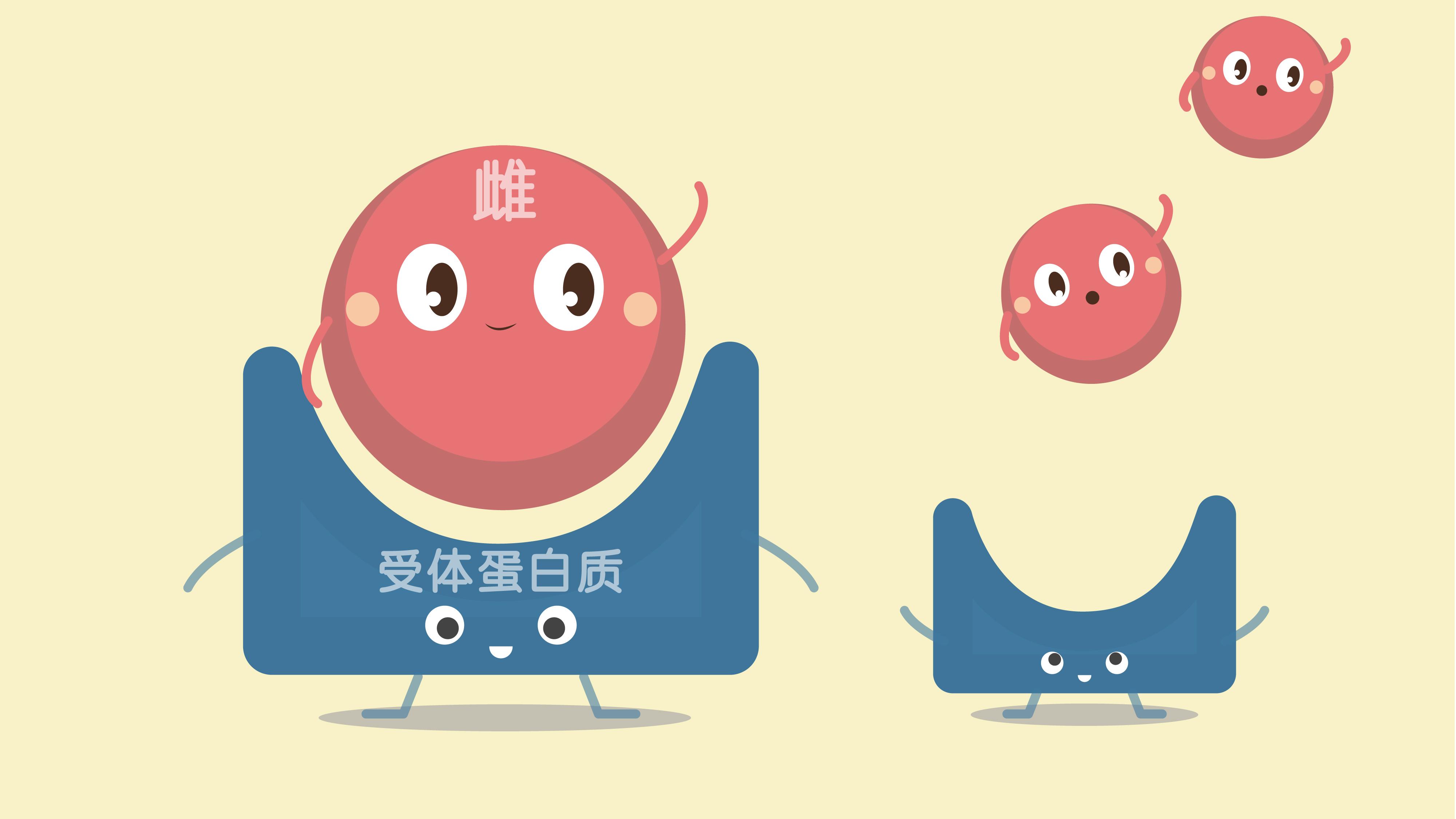 雌激素进入乳房中的脂肪细胞内与雌激素受体蛋白质结合,雌激素像是