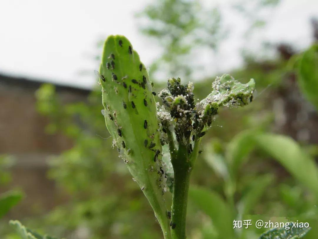 请问这是什么虫,窗台上有很多,花的叶子上也有,如何杀灭? - 知乎