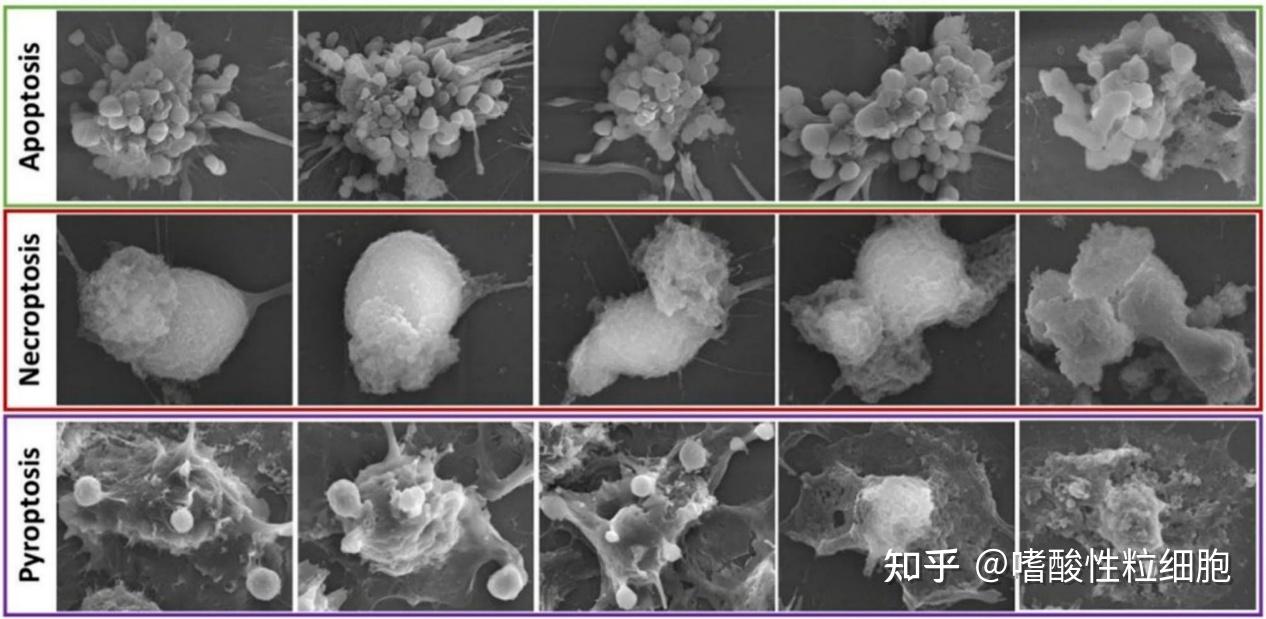 将焦亡引入纳米技术用于癌症治疗 - 知乎