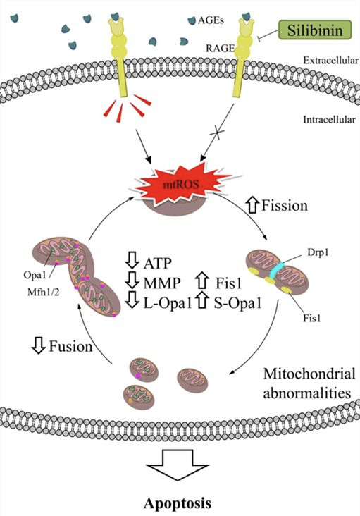 糖基化与人体健康