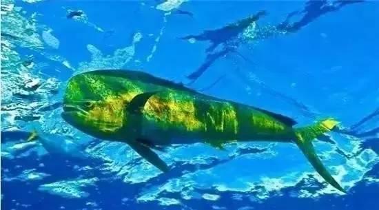 鲯鳅:海洋中最美的鱼 - 知乎