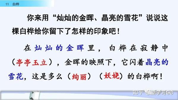 部編版四年級下冊第11課白樺課文朗讀知識要點圖文講解同步練習