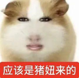 猪妞表情包:仙女下凡(直接存) - 知乎