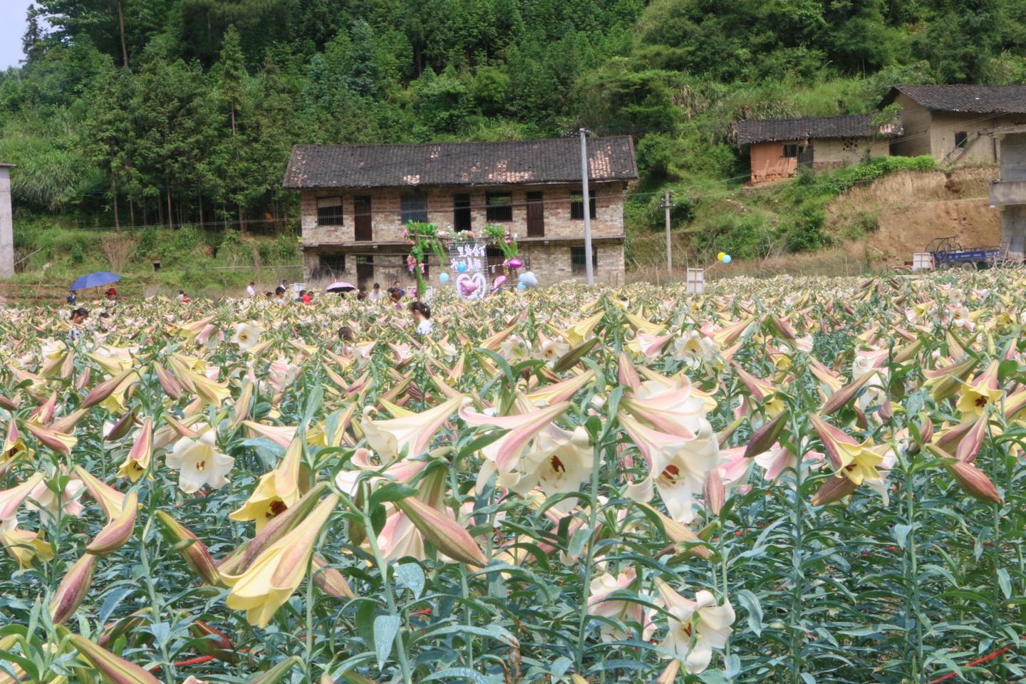 龙牙百合和其他百合的区别 知乎