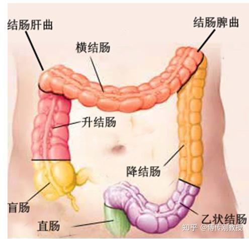 大肠是什么 大肠简介 双偶网