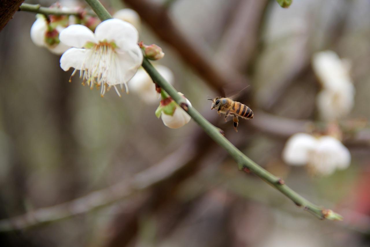 4. 红梅叶片卷缩