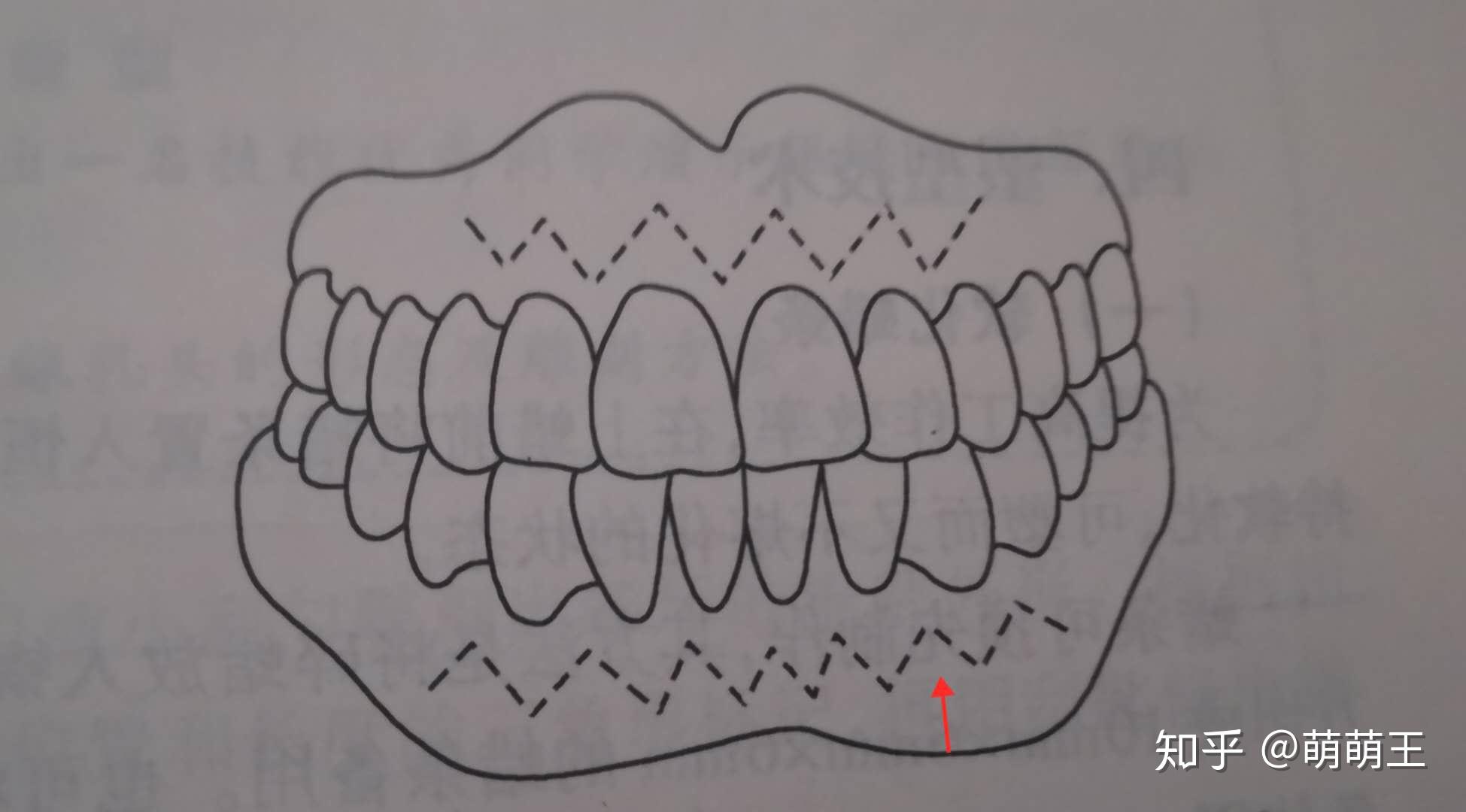 【附图】 牙体解剖：前牙、前磨牙、磨牙 _口腔医学 | 天山医学院