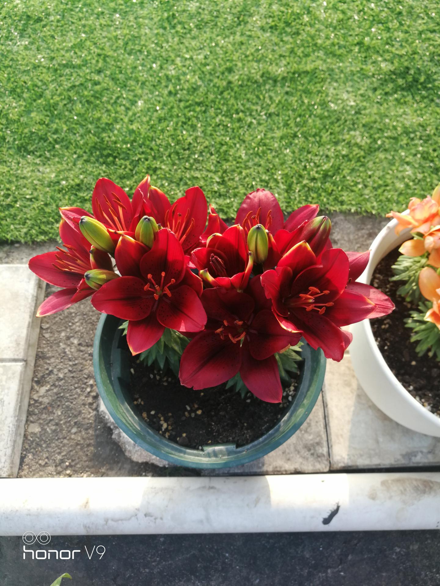 百合花的种植1 秋季种花球根类走起 知乎 百合花的种植1 秋季种花球根类走起 知乎