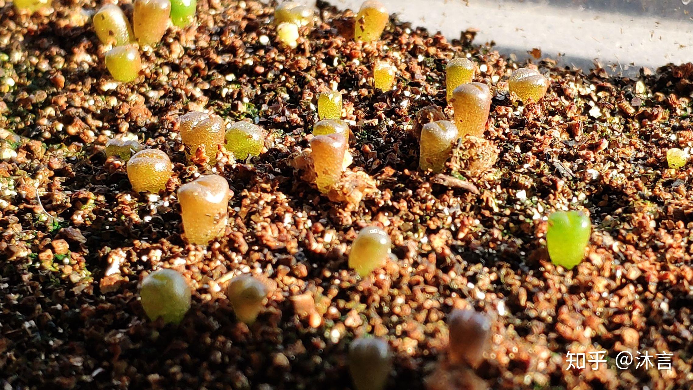 生石花播种记录记录生长过程持续更新