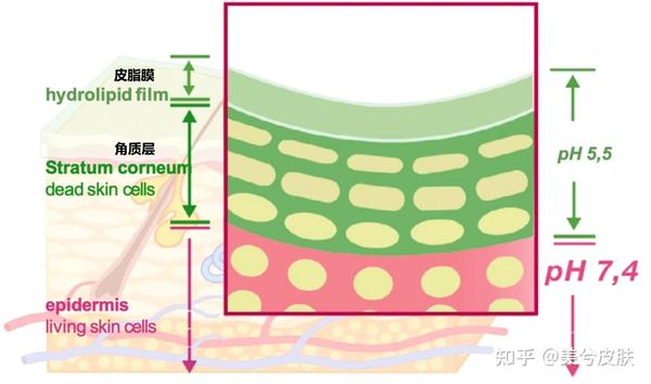 皮肤屏障很重要，你了解几点？ - 知乎