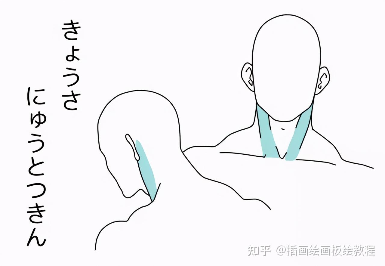 男生喉结画法侧面图片