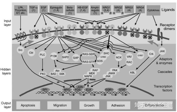 Egfr Rab 经典肿瘤靶点蛋白——EGFR - 知乎