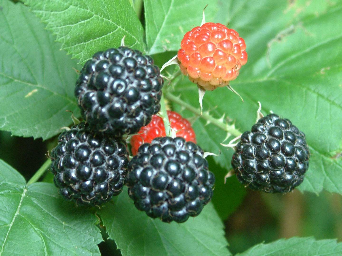 树莓的繁殖方法 - 花百科