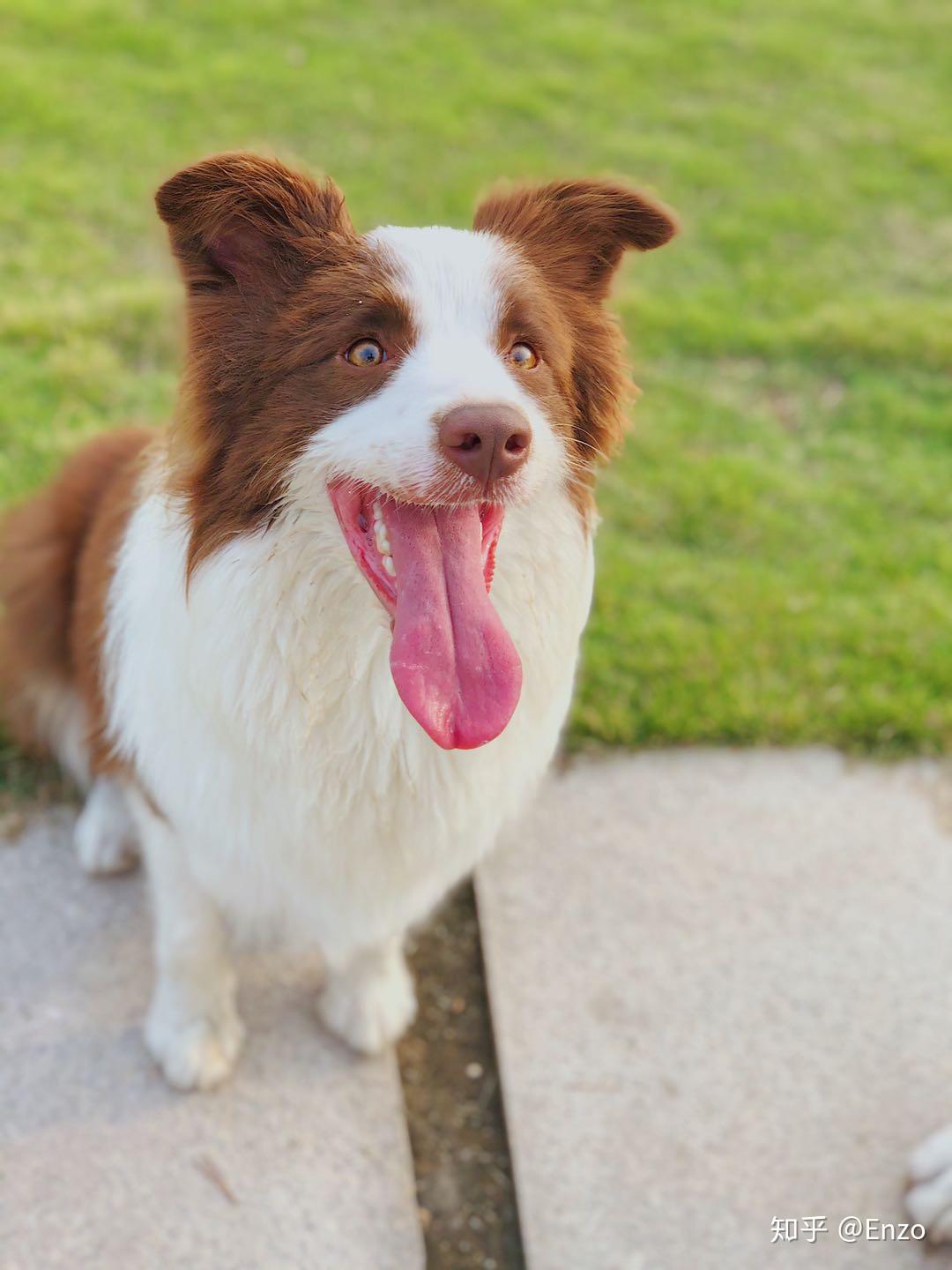 说说边境牧羊犬有多聪明?