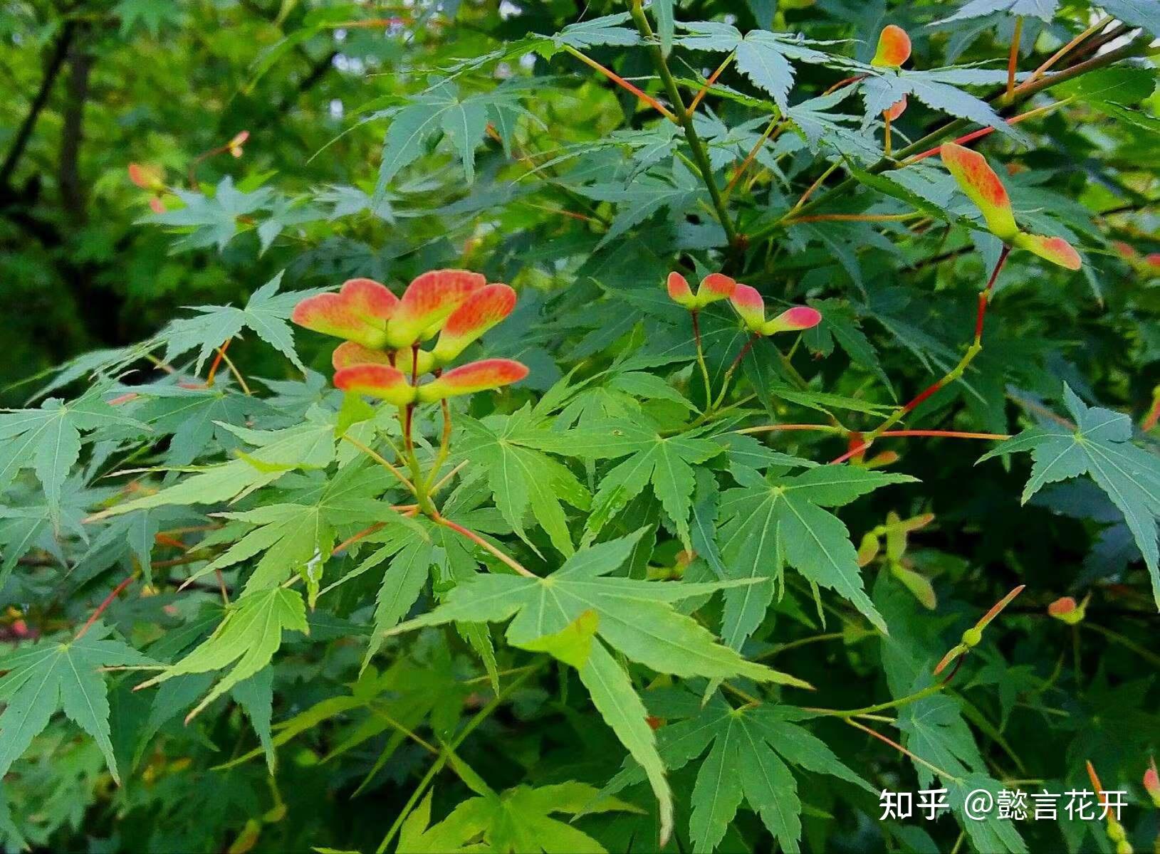 如何区分枫树和槭树 - 知乎