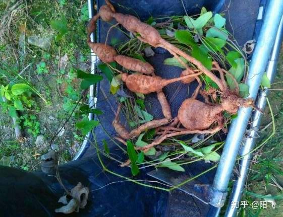 如果在山上遇到了这种茅瓜,即使你不吃它的果实,还是要把它的根收集