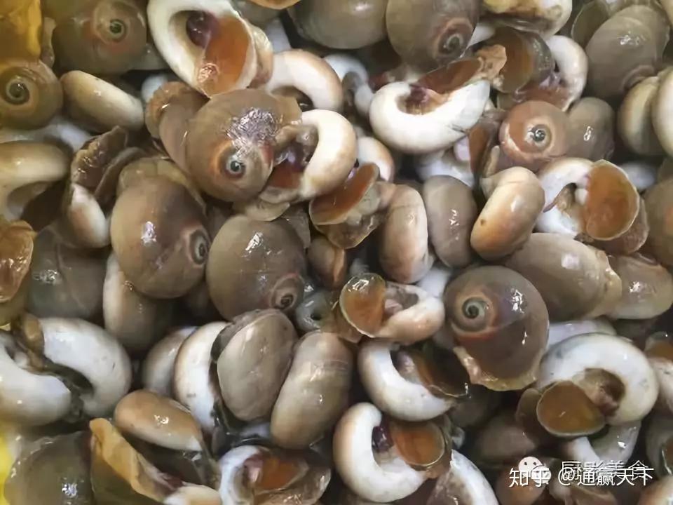 著名螺类食材大全,你吃过几种呢? - 知乎